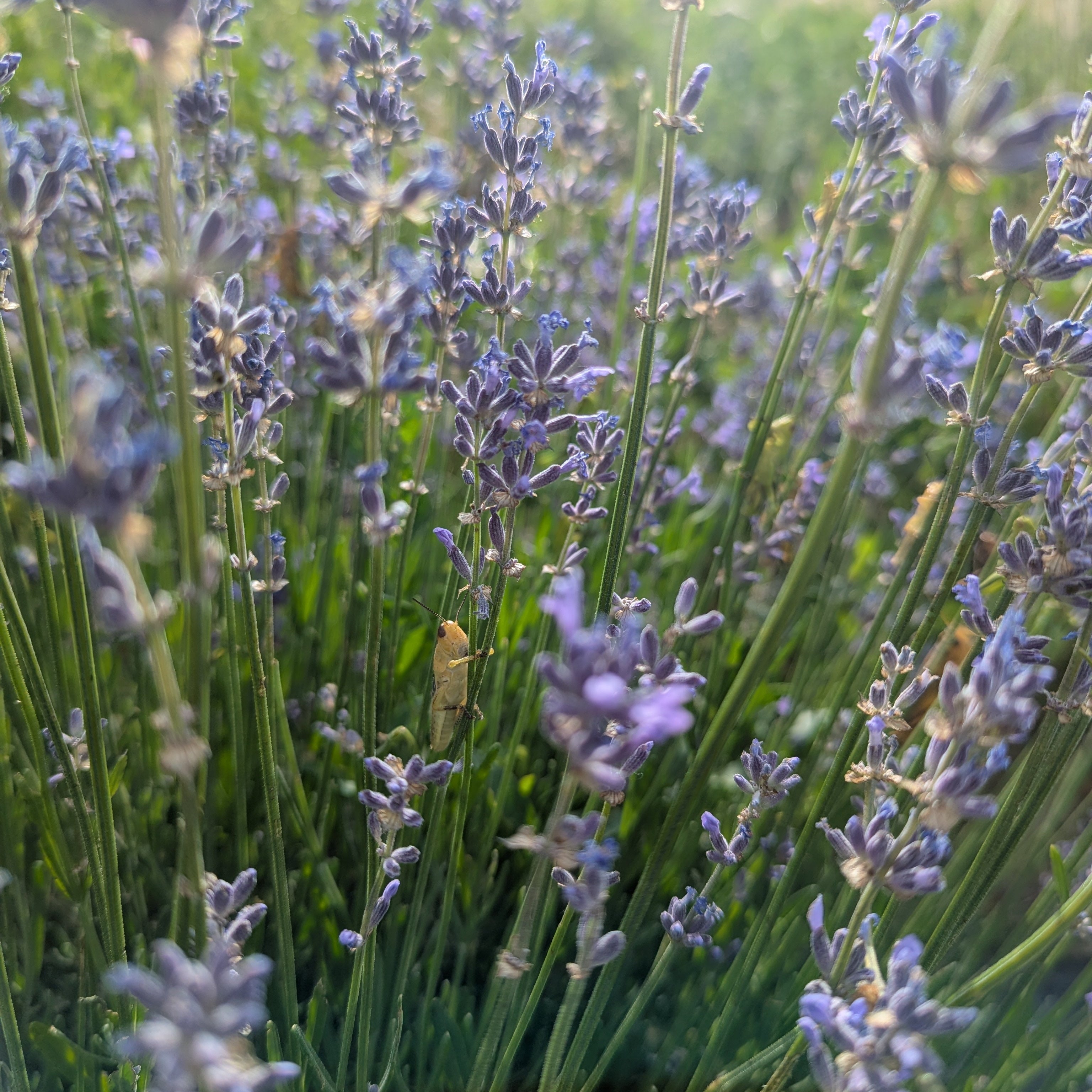 Harvest 2025: Battling A Plague of Grasshoppers