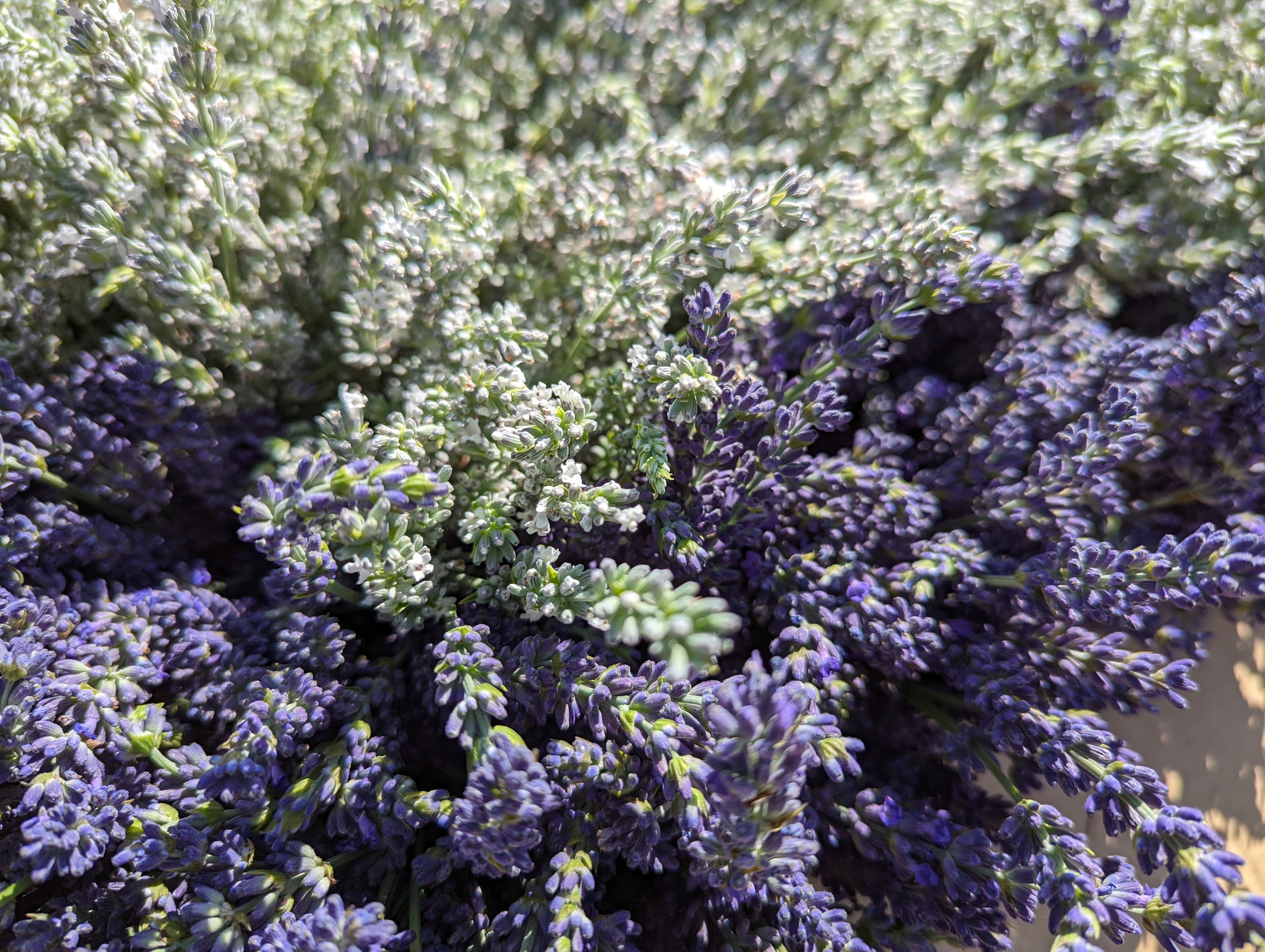 Close up of freshly cut lavender bundles half white lavender or Edelweiss and half Avice Hill.