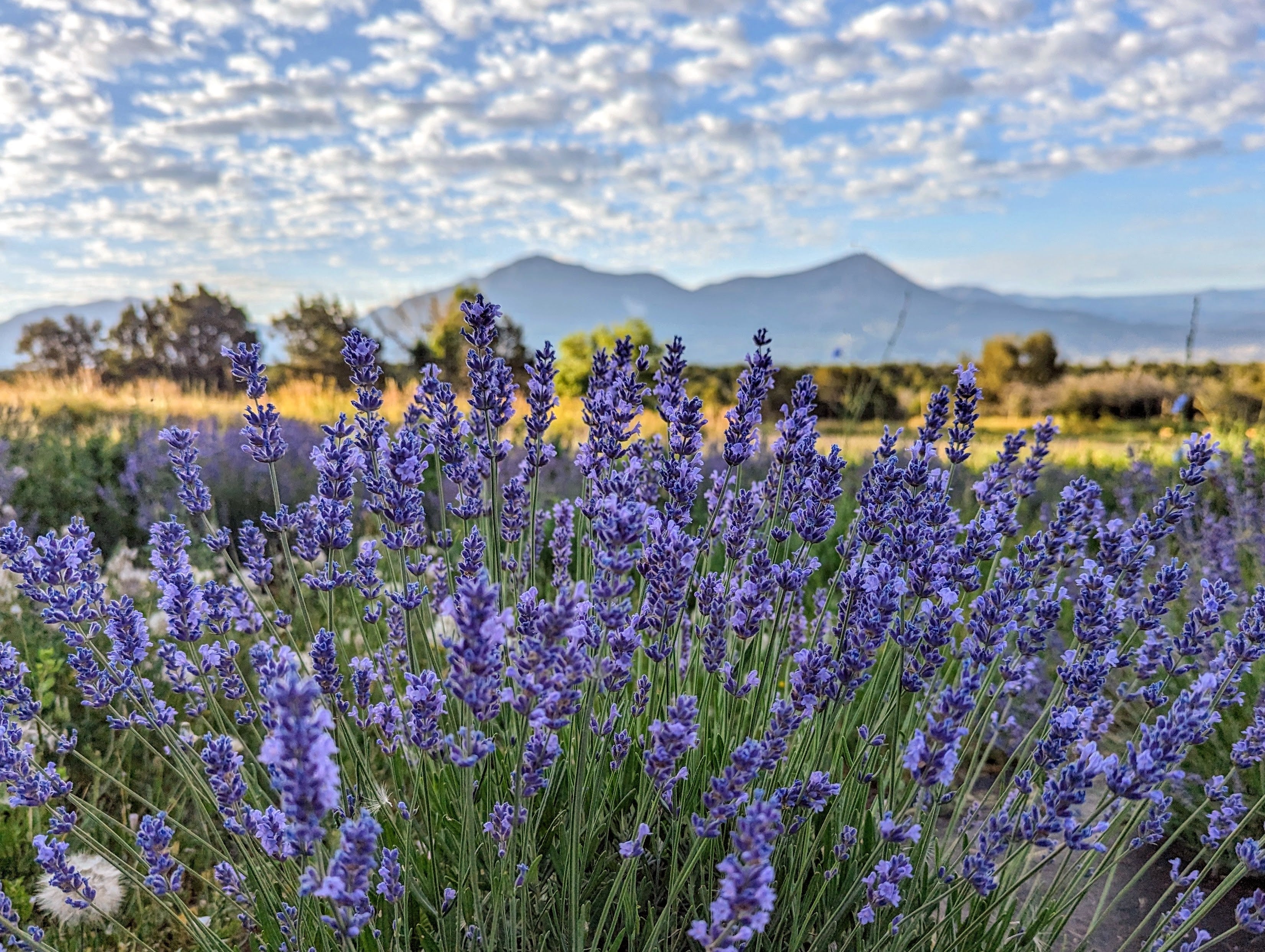 Lavender Field with Mt. Lamborn in the background