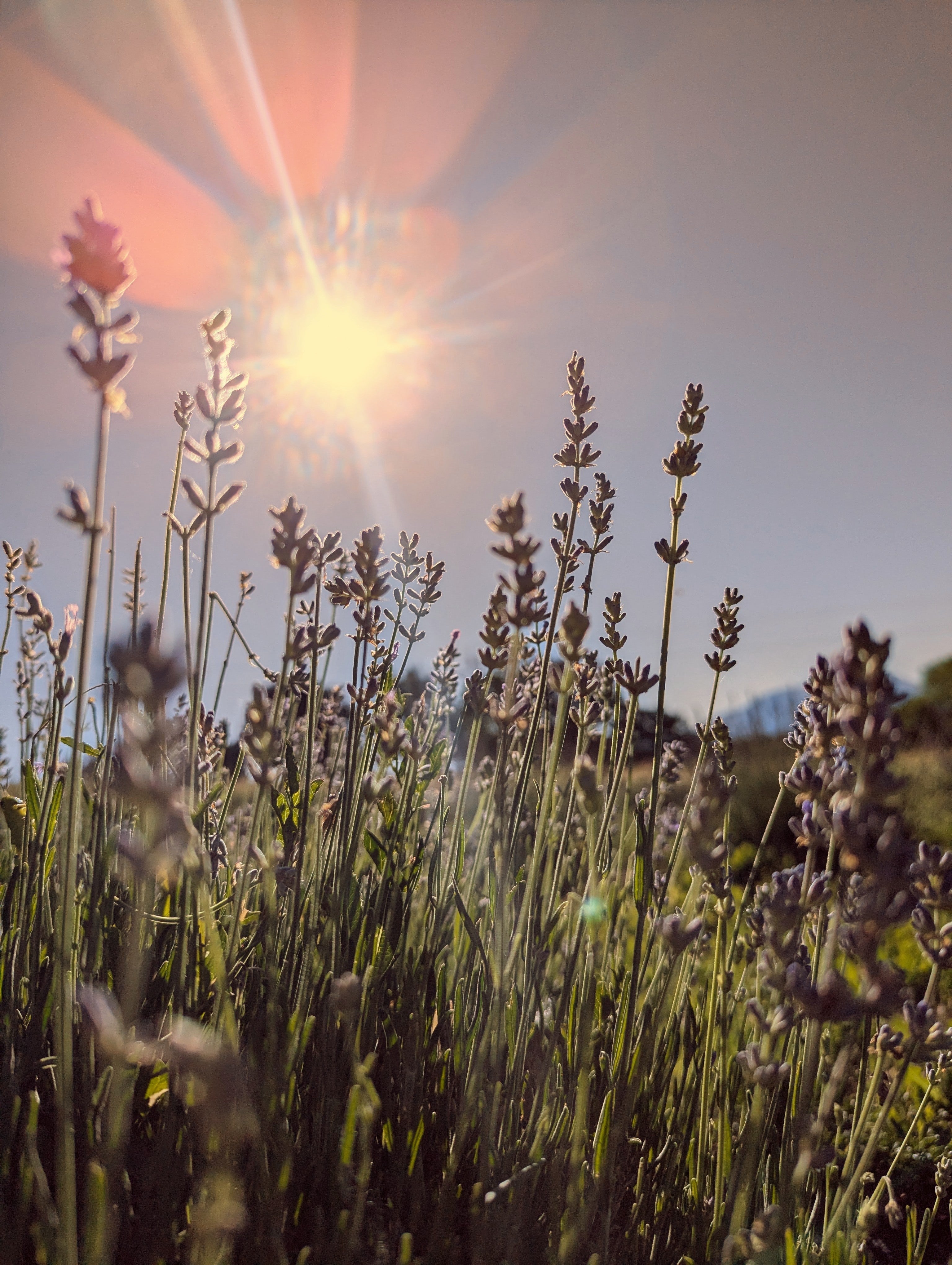 Lavender flowers with a sunburst effect in the background